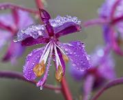 Fireweed, Chamerion angustifolium